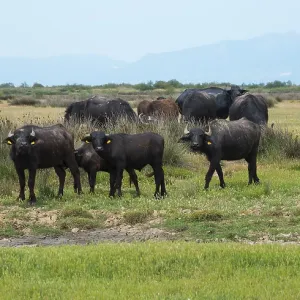 Herd of water buffaloes in a green meadow with a farmer in the background