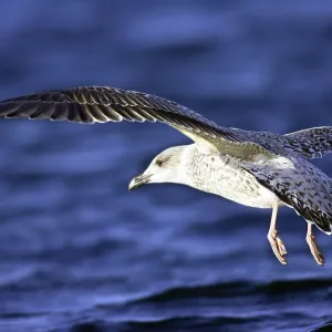 Herring Gull in Flight Print