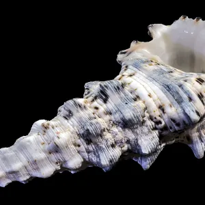 Hexaplex trunculus Murex Shell Print Hexaplex trunculus Murex Shell Print