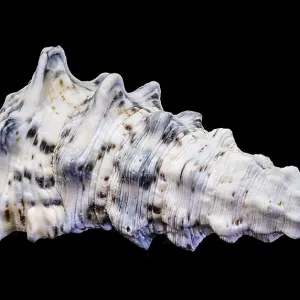 Hexaplex trunculus Murex Shell Print, Macro Close-Up Hexaplex trunculus Murex Shell Print, Macro Close-Up