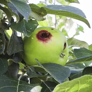 A Codling Moth Damaged Apple Print A Codling Moth Damaged Apple Print