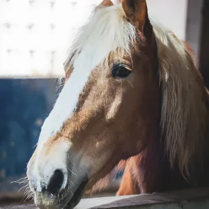 Curious Horse Print - Close-Up Portrait Curious Horse Print - Close-Up Portrait