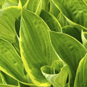 Hosta Print - Green Leaves and White Flowers Hosta Print - Green Leaves and White Flowers