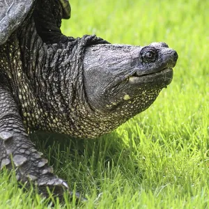A huge snapping turtle in the grass Print, Minnesota, USA