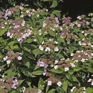 Hydrangea serrata Bluebird Print Hydrangea serrata Bluebird Print