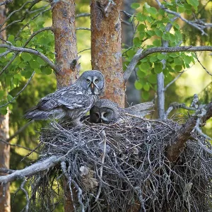 Great Grey Owl Pair Print, Finland Great Grey Owl Pair Print, Finland