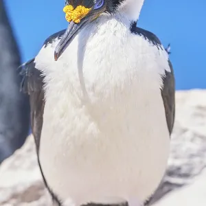 Imperial shag (Leucocarbo atriceps)