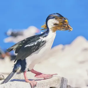 Imperial shag (Leucocarbo atriceps) carrying nesting material
