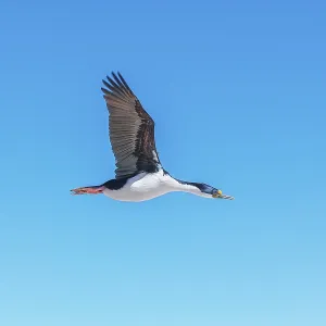 Imperial shag (Leucocarbo atriceps) in flight