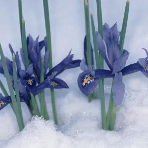Iris Reticulata in Snow Print