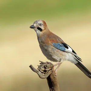 A Jay Perched on a Root Print, Germany