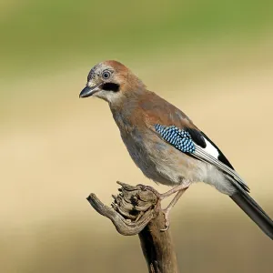 A Jay Perched on a Root Print, Germany