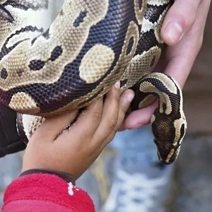 Un enfant et un gardien de zoo tenant un serpent python regius.