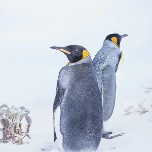 King penguins (Aptenodytes patagonicus) standing in a sand storm