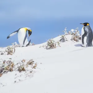 King penguins (Aptenodytes patagonicus) standing in a sand storm