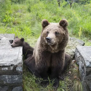 A large brown bear rests relaxed on a stone wall surrounded by green vegetation
