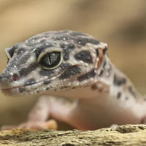 Captive Leopard gecko Print (Eublepharis macularius) Captive Leopard gecko Print (Eublepharis macularius)