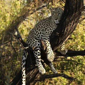Leopard in a Tree Print, Namibia Leopard in a Tree Print, Namibia