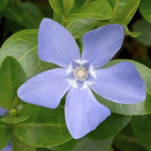 Kleine Vinca (Vinca minor) Kleine Vinca (Vinca minor)
