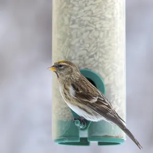 Linnet (Carduelis cannabina), very rare yellow colour variety