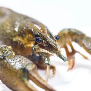 Live Crayfish Close Up Print on White Background Live Crayfish Close Up Print on White Background