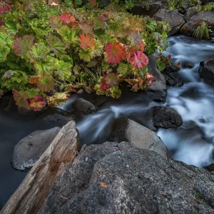 McCloud River Middle Falls Print, California, USA McCloud River Middle Falls Print, California, USA