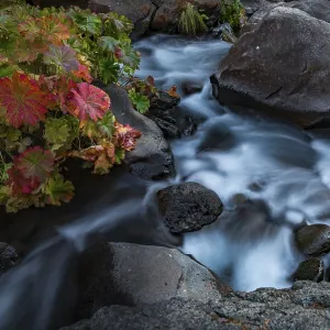 McCloud River Middle Falls Print, California, USA McCloud River Middle Falls Print, California, USA