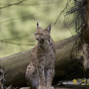 Un gatto selvatico è seduto su un tronco di albero nella foresta. Un gatto selvatico è seduto su un tronco di albero nella foresta.