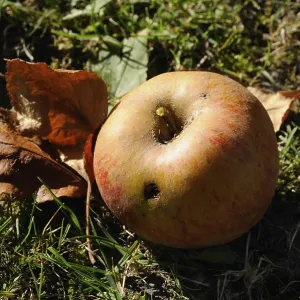 Maggot-ridden Windfall Apple Print