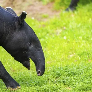 Malayan Tapir Print: Captive in Malaysian Meadow Malayan Tapir Print: Captive in Malaysian Meadow