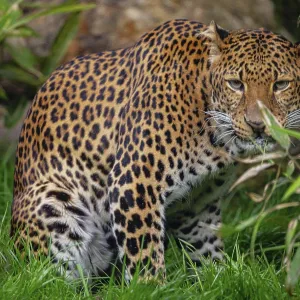 Male Javan Leopard Print, Java, Indonesia Male Javan Leopard Print, Java, Indonesia
