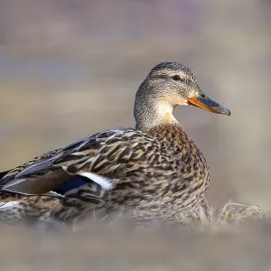 Mallard (Anas platyrhynchos), female