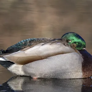 Mallard (Anas platyrhynchos), male