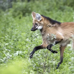 Maned Wolf in the Run Print Maned Wolf in the Run Print