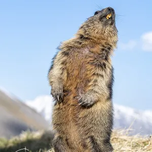 Marmot (Marmota marmota), standing
