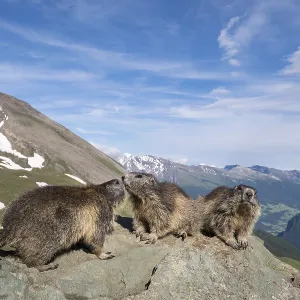Marmots (Marmota marmota) in front of mountain panorama