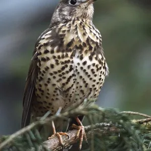 Mistletoe Thrush Print, Turdus Viscivorus Portrait Mistletoe Thrush Print, Turdus Viscivorus Portrait