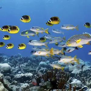 Mixed School of Fish Print, Great Barrier Reef, Australia Mixed School of Fish Print, Great Barrier Reef, Australia