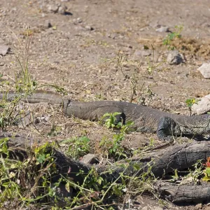 A monitor lizard sunbathing on the dry ground between stones and plants