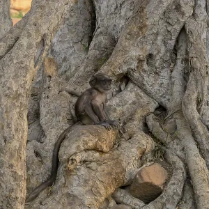 A Monkey on Tree Trunk Print, Jodhpur, India A Monkey on Tree Trunk Print, Jodhpur, India