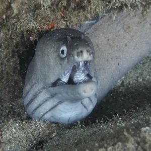 A Moray Eel Print, Tenerife, Canary Islands A Moray Eel Print, Tenerife, Canary Islands