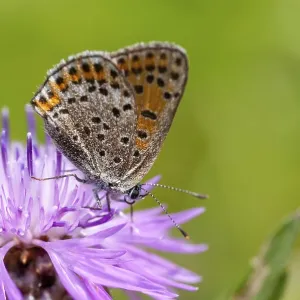 Mariposa, pequeña mariposa, Lycaena phlaeas. Mariposa, pequeña mariposa, Lycaena phlaeas.
