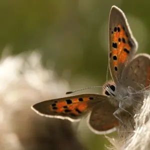 Mariposa, pequeña mariposa, Lycaena phlaeas. Mariposa, pequeña mariposa, Lycaena phlaeas.