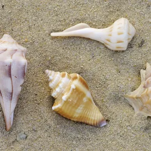 Caracoles del Océano, Conchas.
