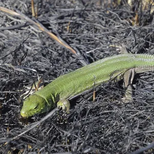 Sand Lizard Amidst Ash Print Sand Lizard Amidst Ash Print