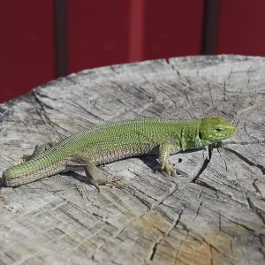 Sand Lizard on Tree Stump Print Sand Lizard on Tree Stump Print