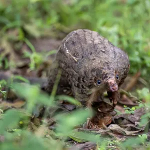 White-bellied Pangolin Print, Western Region, Uganda White-bellied Pangolin Print, Western Region, Uganda