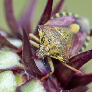 Parent bug (Elasmucha grisea) on plant