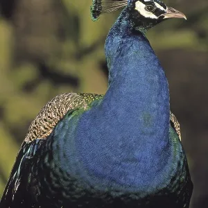 Peacock Print - Vibrant Plumage Display Peacock Print - Vibrant Plumage Display