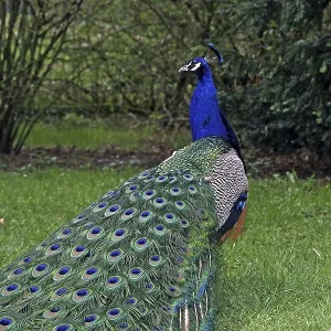 Peacock Print - Vibrant Plumage Peacock Print - Vibrant Plumage